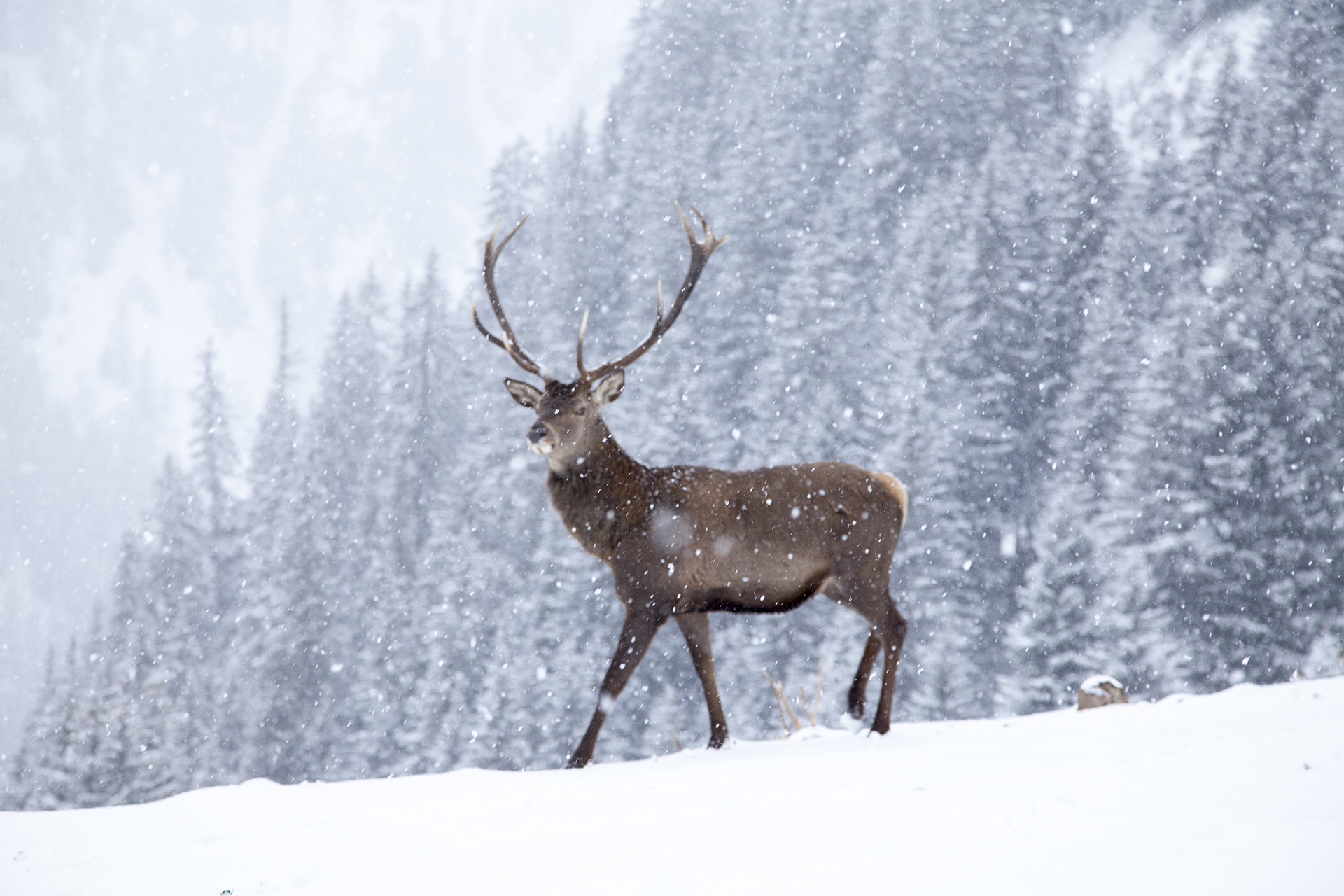 the deer whisperer | the status of deer in a changing world environment